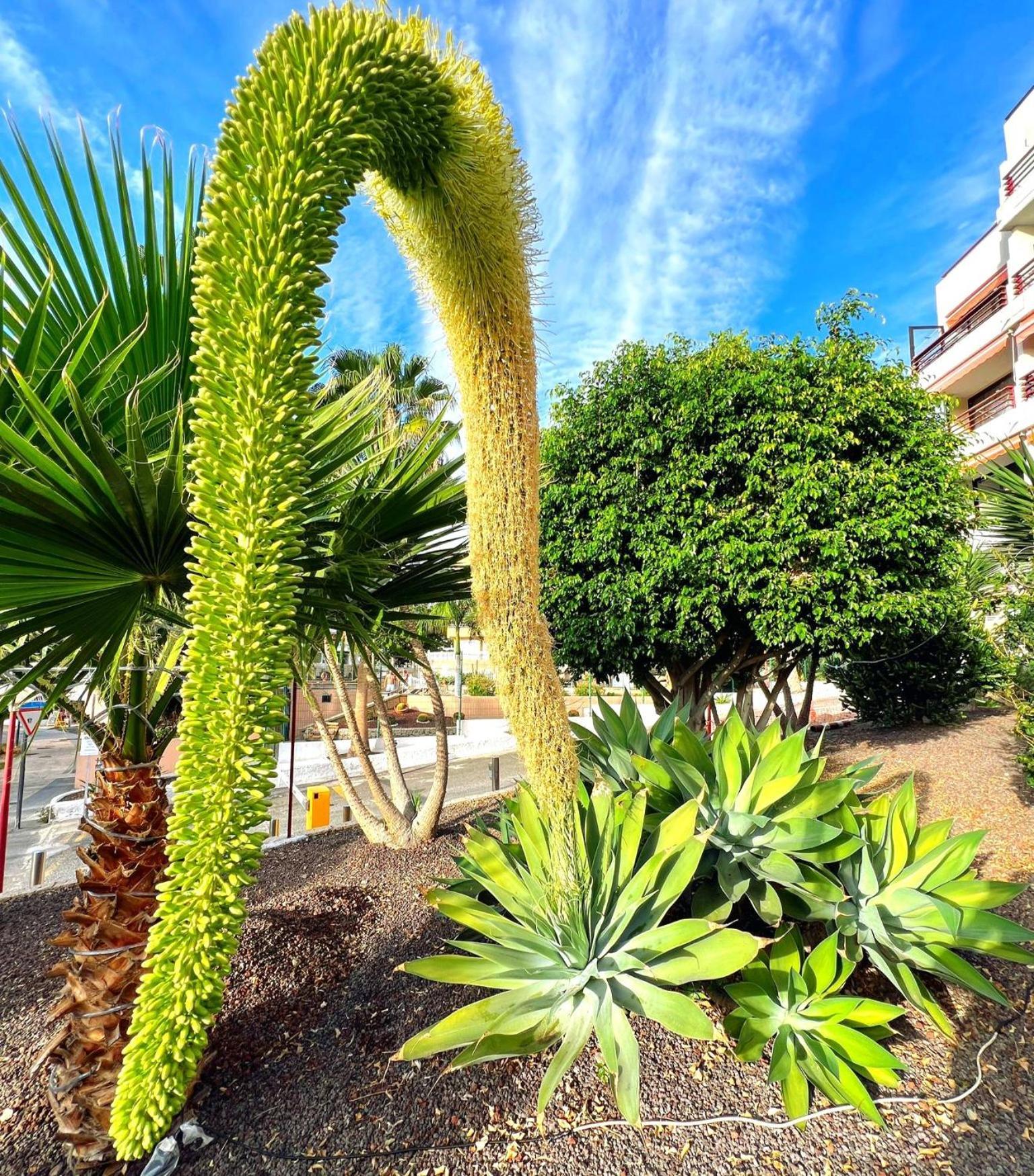 Paulmarie Apartment In Olympia Playa de las Americas  Bagian luar foto